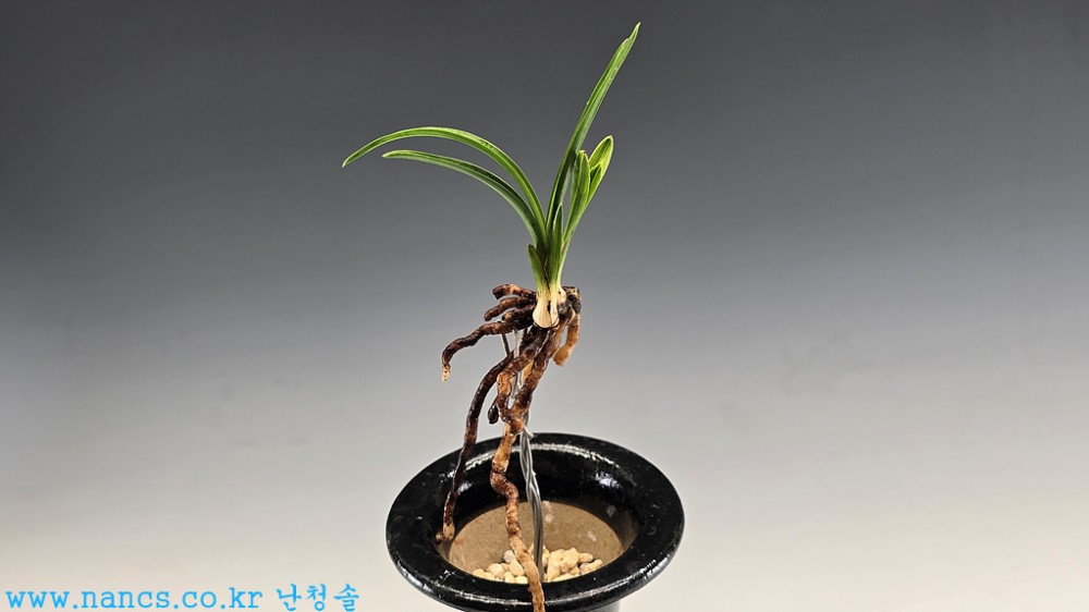 단엽반성