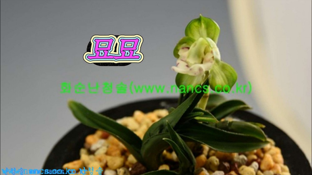 묘묘(꽃1경)