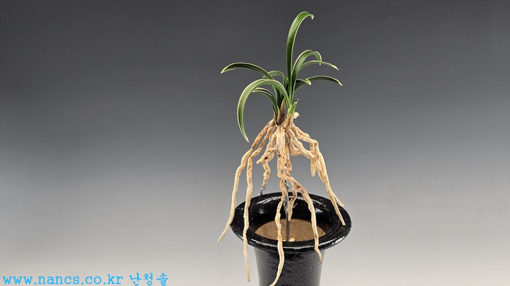 신라