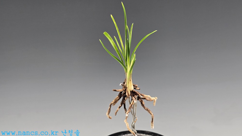 백서반(신품종)