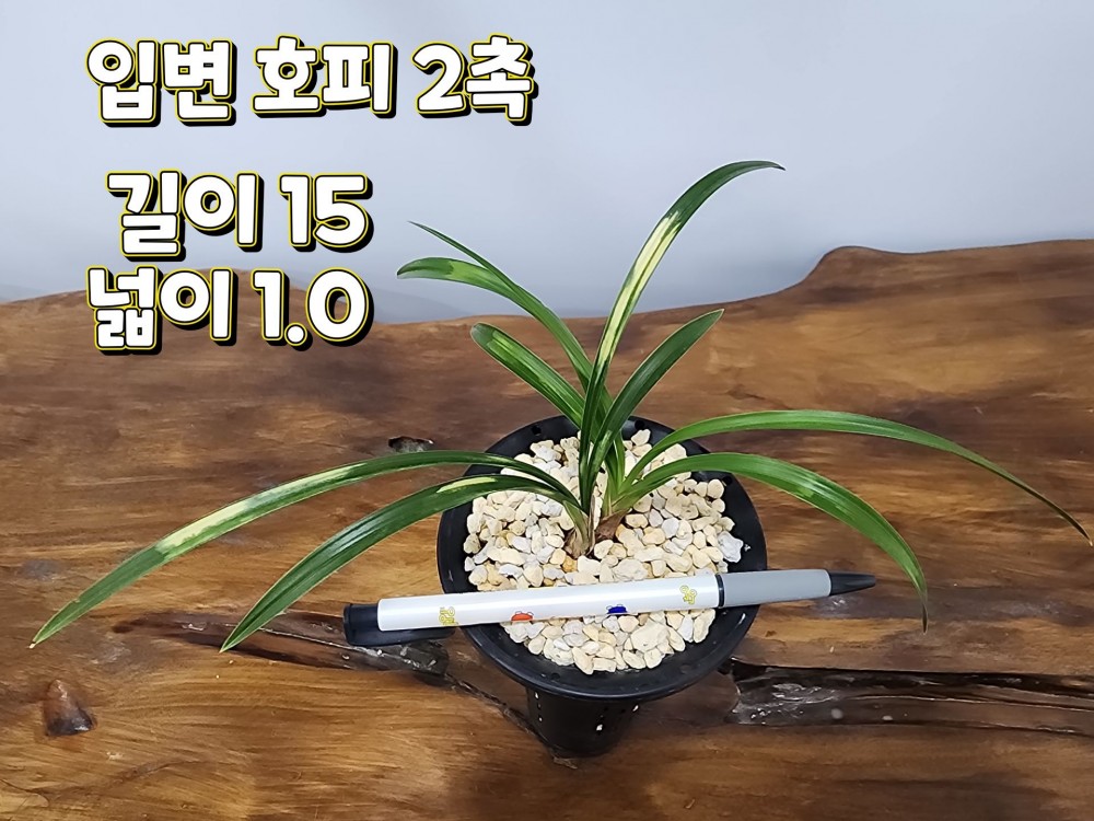 @@@ 종자목 하세요  @@@