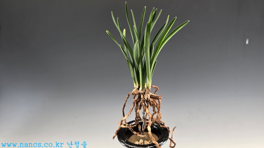입변(전시작품)