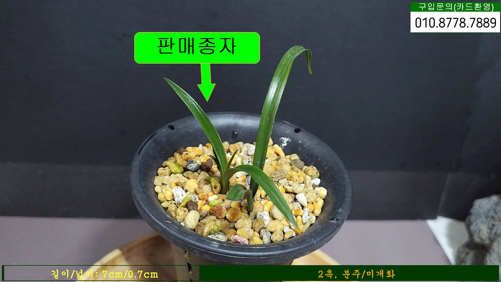 대의산 엽성반성호