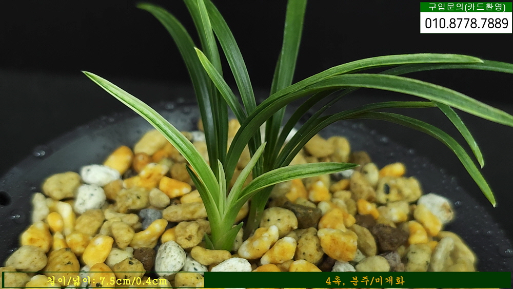 전남산 환엽산반