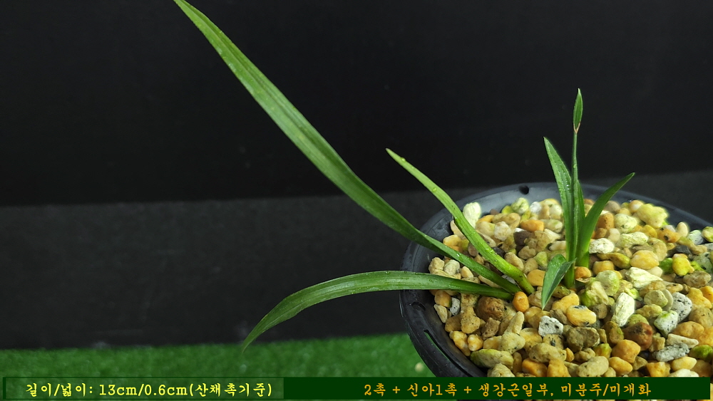 부러질 듯한 엽육의 종?