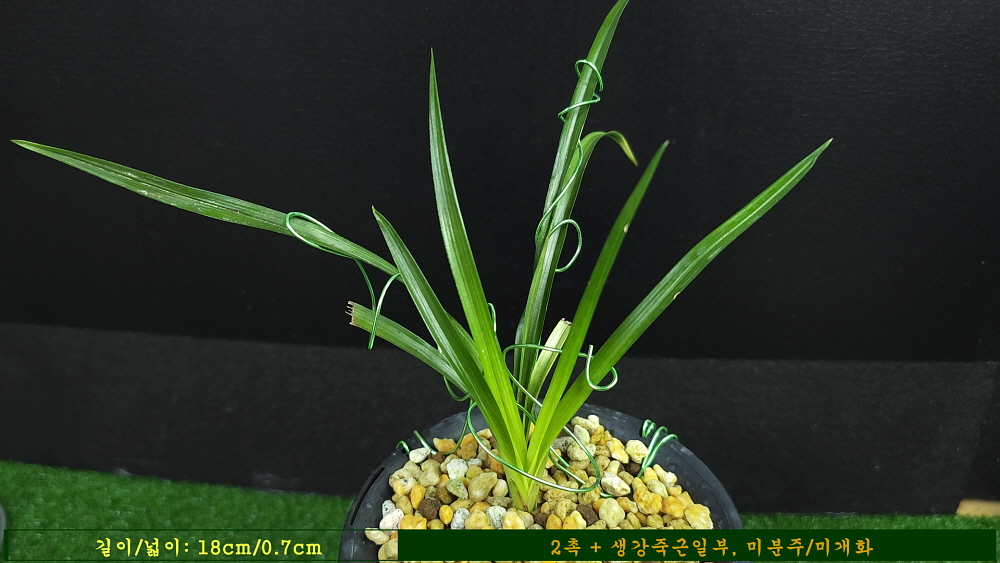 기부로 무늬반전된 종?