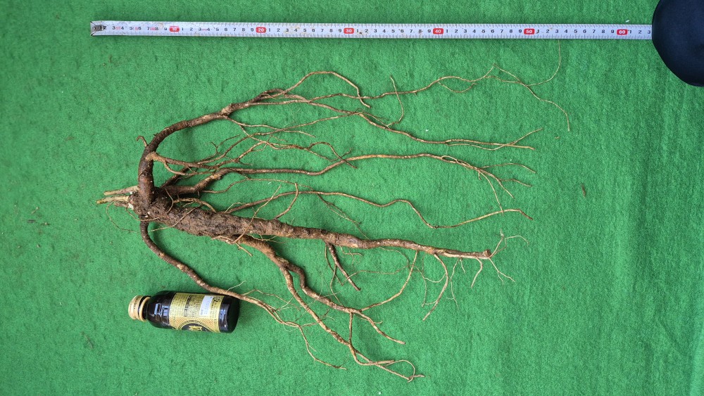 담금용 도라지1(인하)