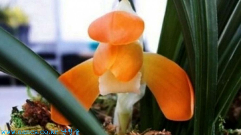 구담(전시작품/꽃3경)