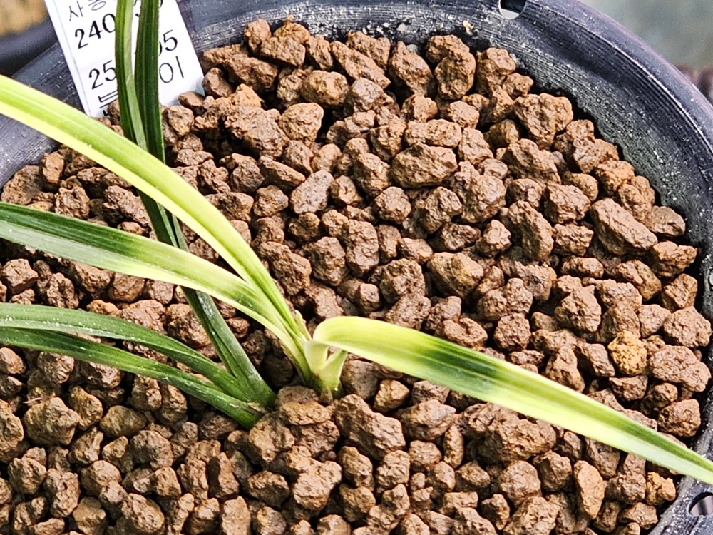 우수품종 산채 서호반