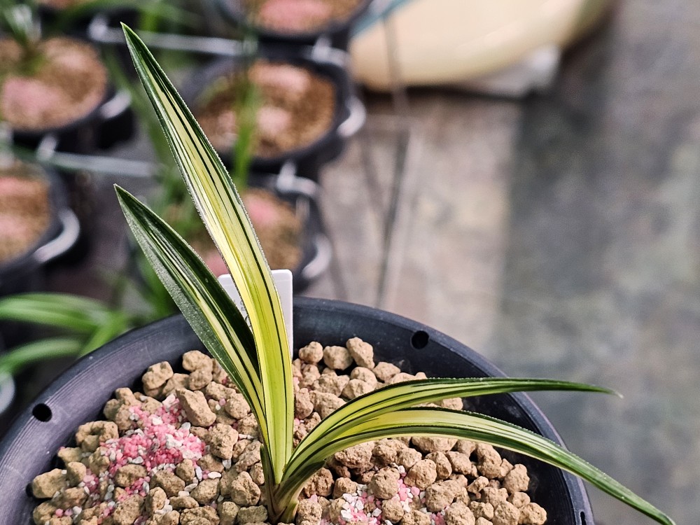 단엽성 극황중투