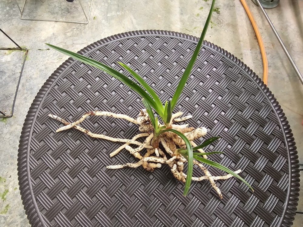 산채 생강근3종