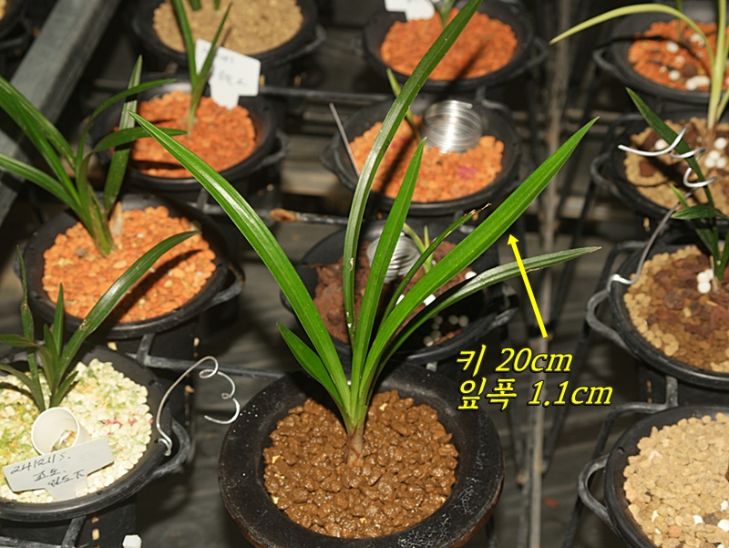 산채 두화변 아롱서