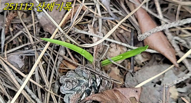 산채 입변서반