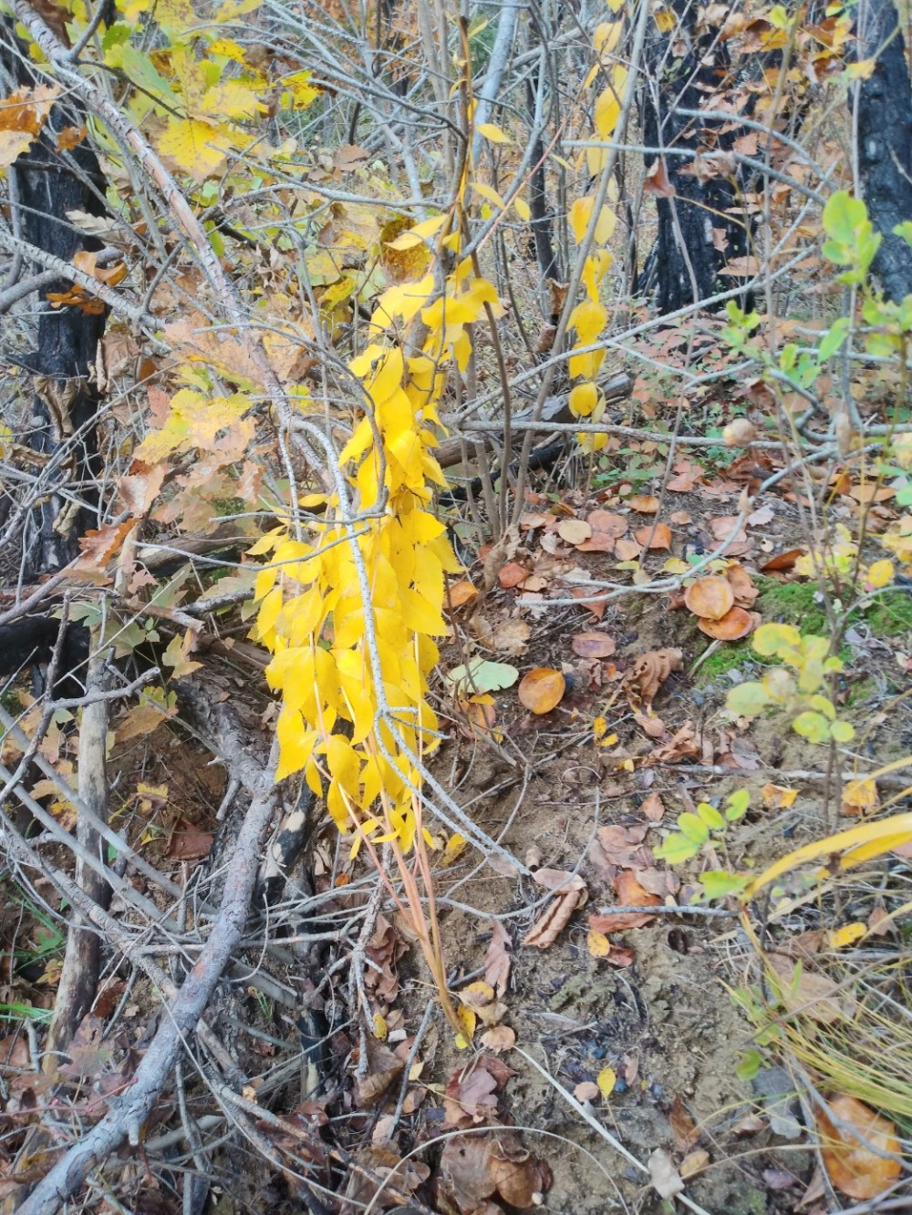 담금용 도라지(대물)