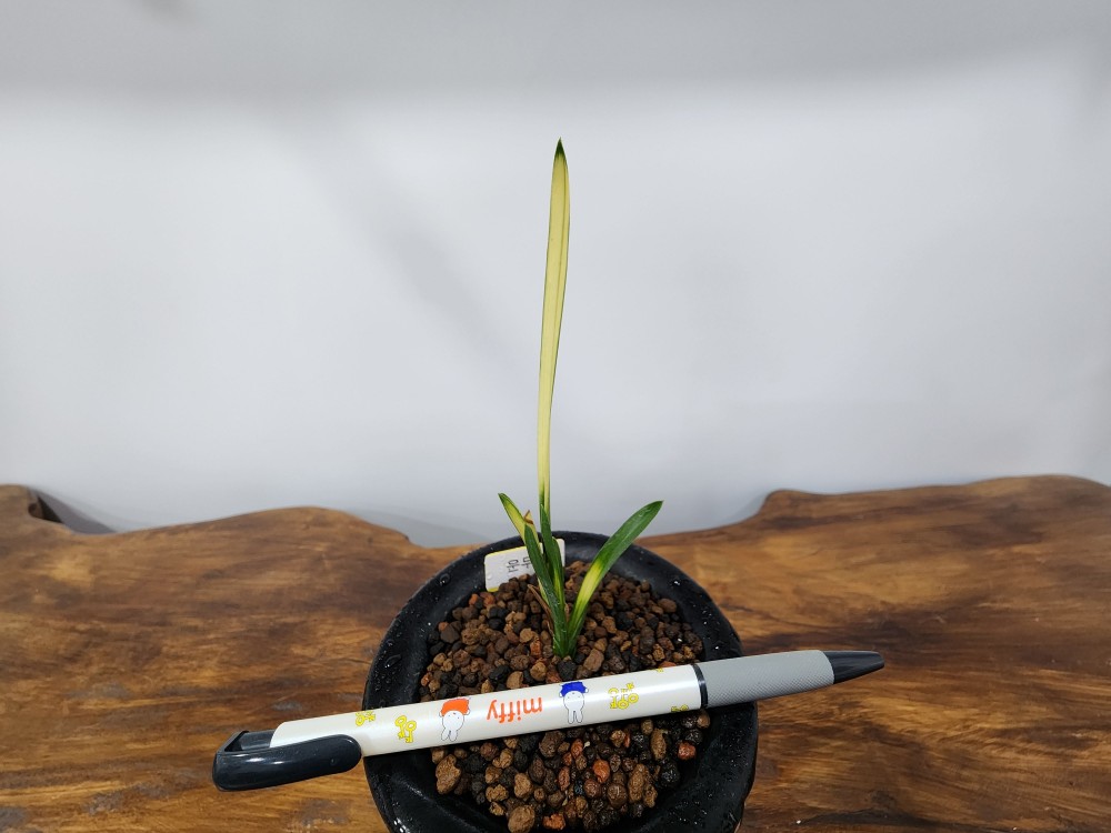 @@@ 종자목 하세요  @@@