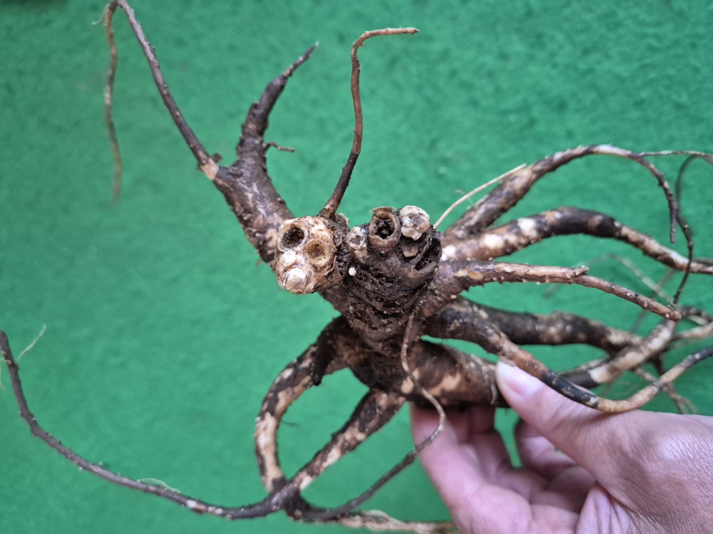 담금용 먹도라지1