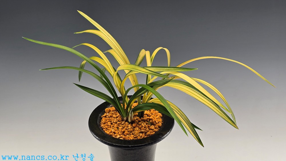 엽성서반중투(꽃1경)