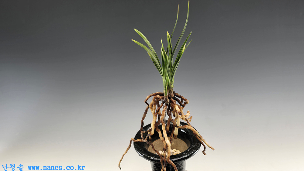 입변산반(두화변)