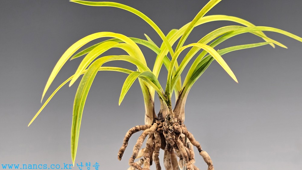 엽성전면서산반