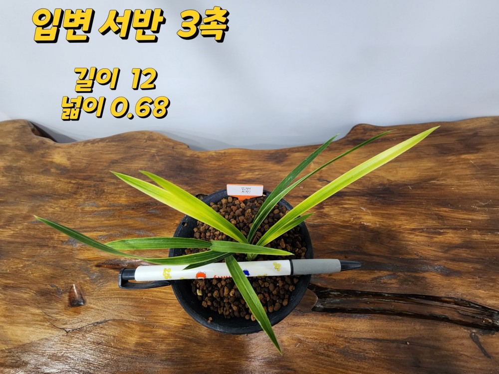 @@@ 종자목 하세요  @@@