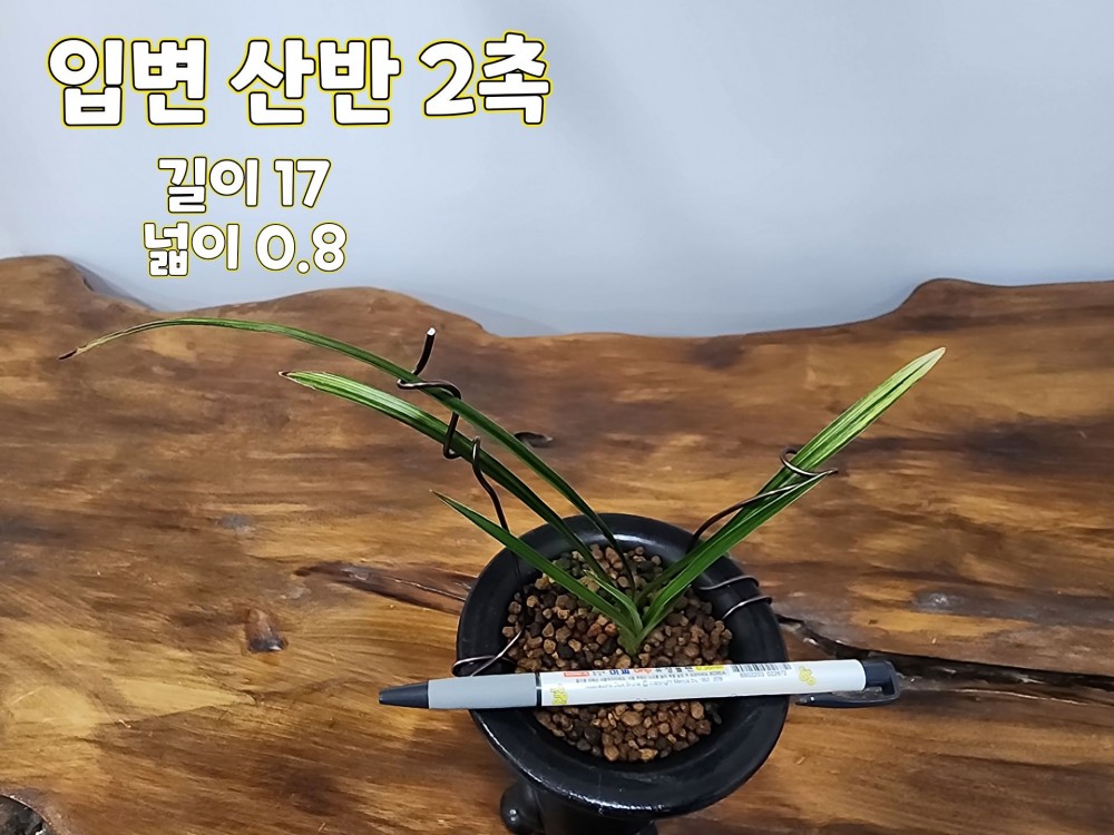 @@@ 종자목 하세요  @@@