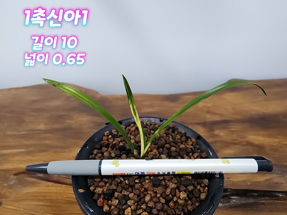 @@@ 종자목 하세요  @@@