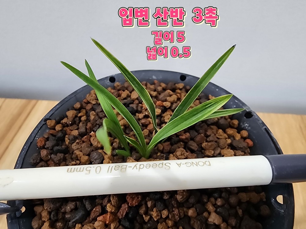 @@@ 종자목하세요@@@