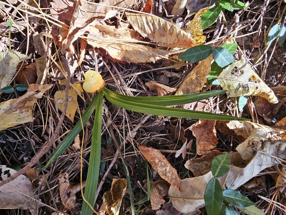 산채 생강근 산반호중?