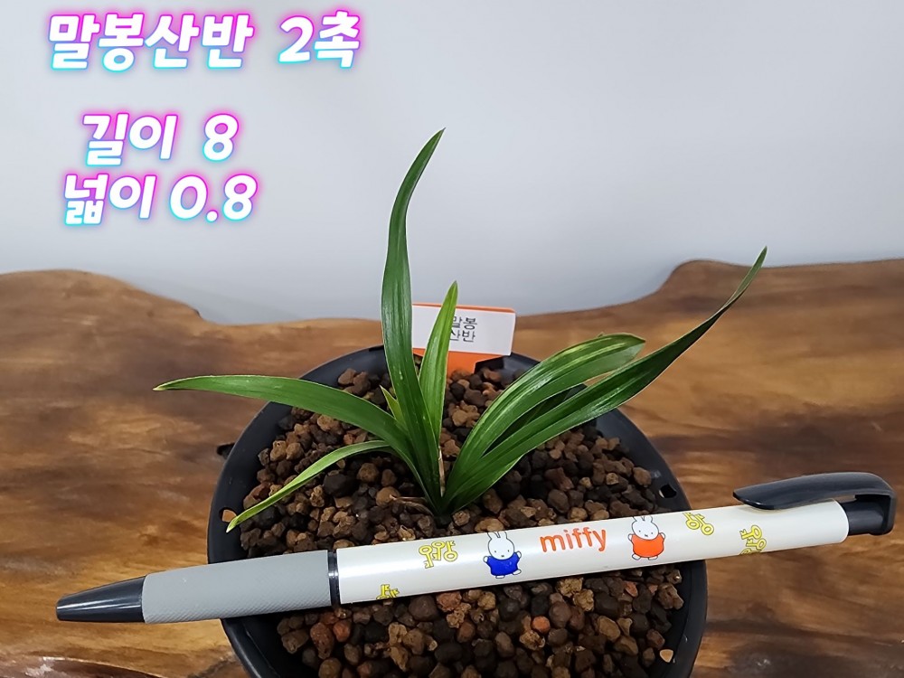 @@@ 종자목 하세요  @@@