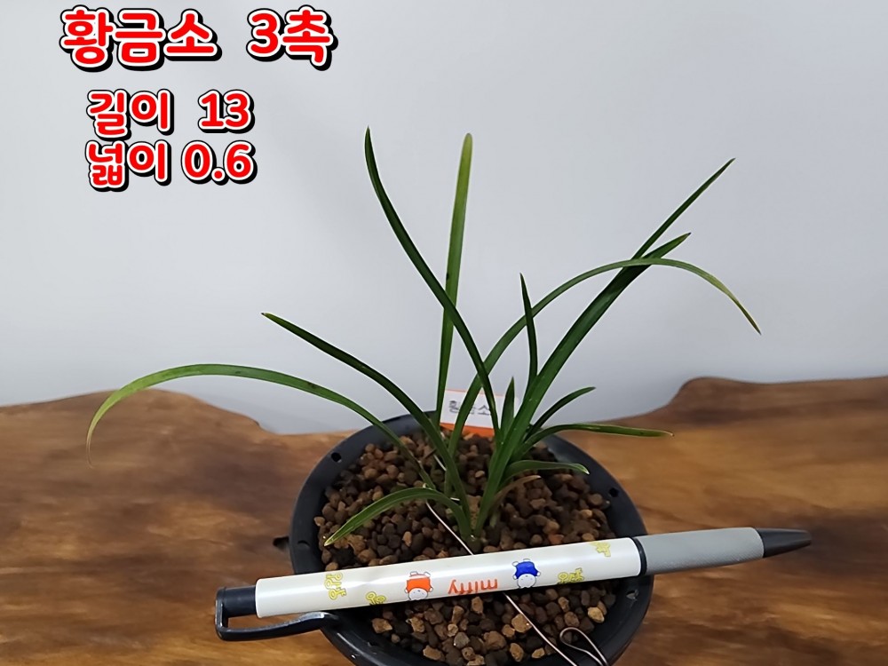 @@@ 종자목 하세요  @@@