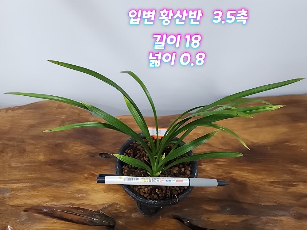 @@@ 종자목 하세요  @@@