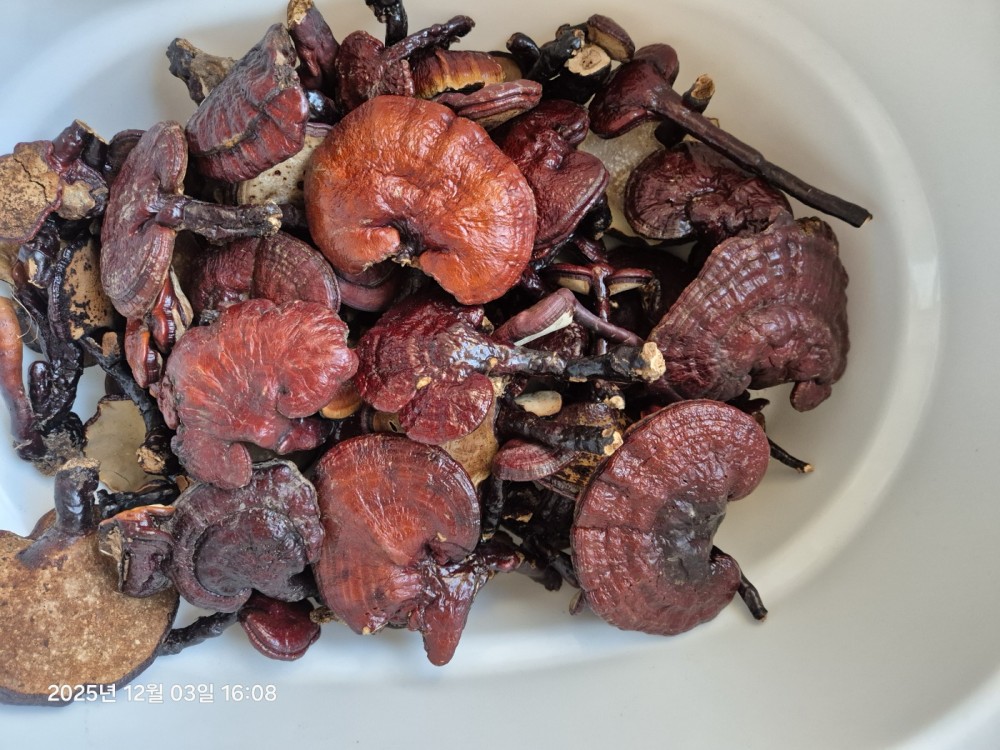 자연산 영지버섯