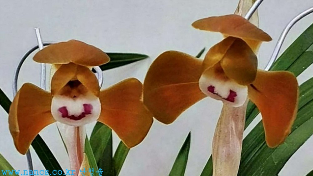 홍원(전시작품/꽃2경)