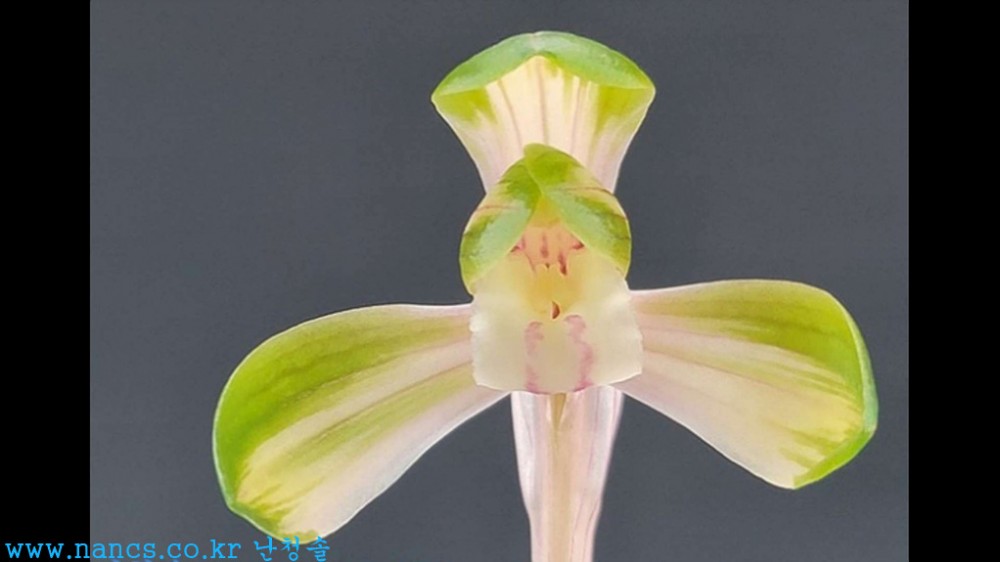 황중투(신품종/황중투?