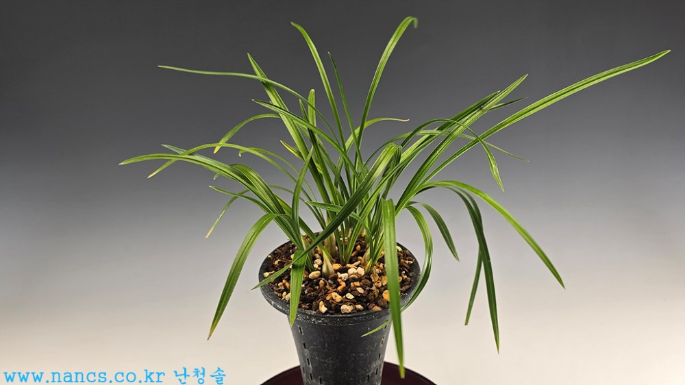 송옥(전시작품/꽃5경)