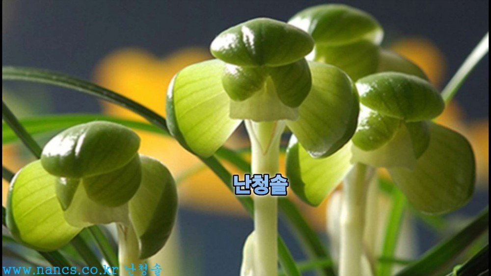 송옥(전시작품/꽃6경)