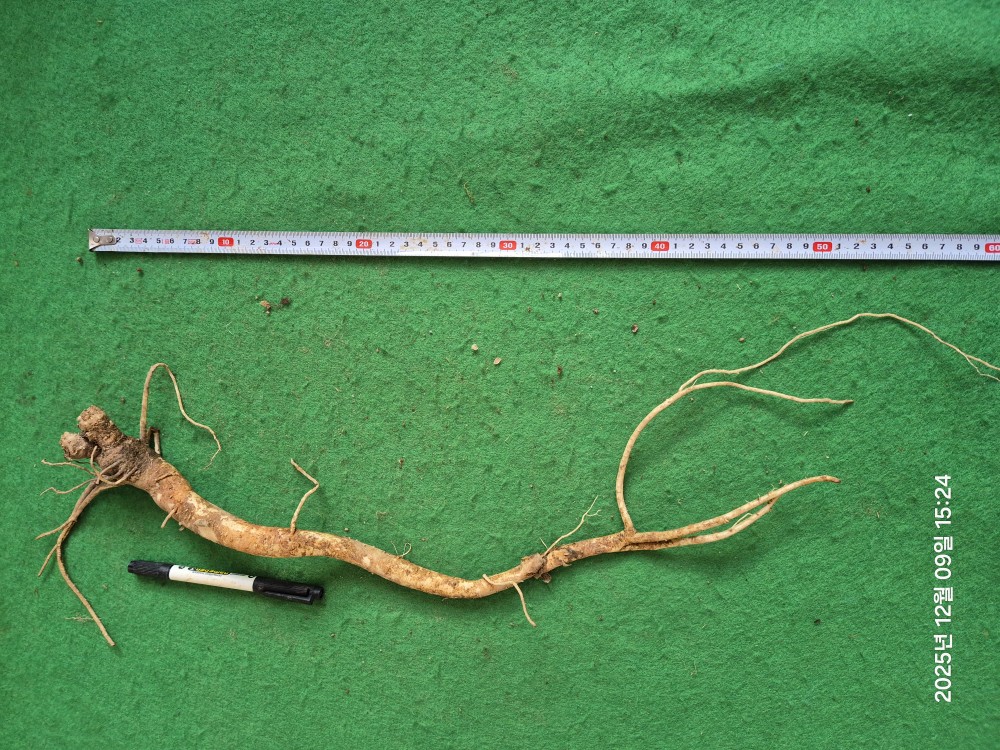 담금용 도라지(가격인?