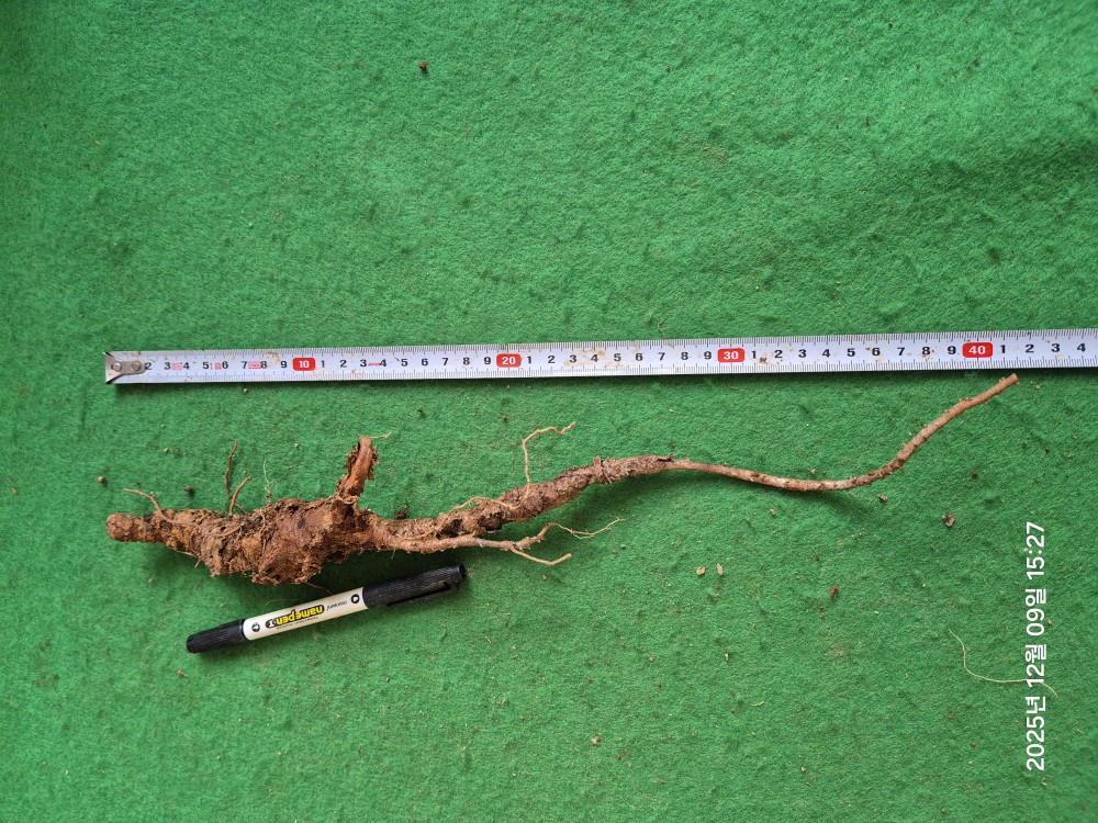 담금용 도라지(저렴)