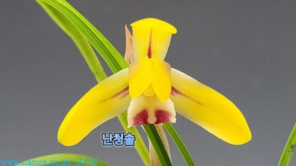 황우(경상도) 전시작품?