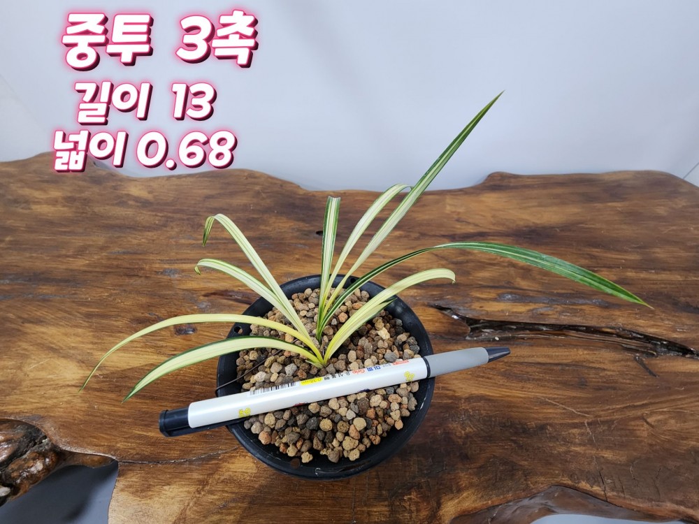 @@@ 종자목 하세요  @@@