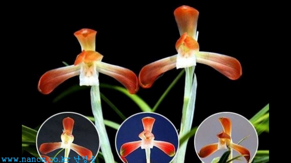 부활(전시작품/꽃2경)