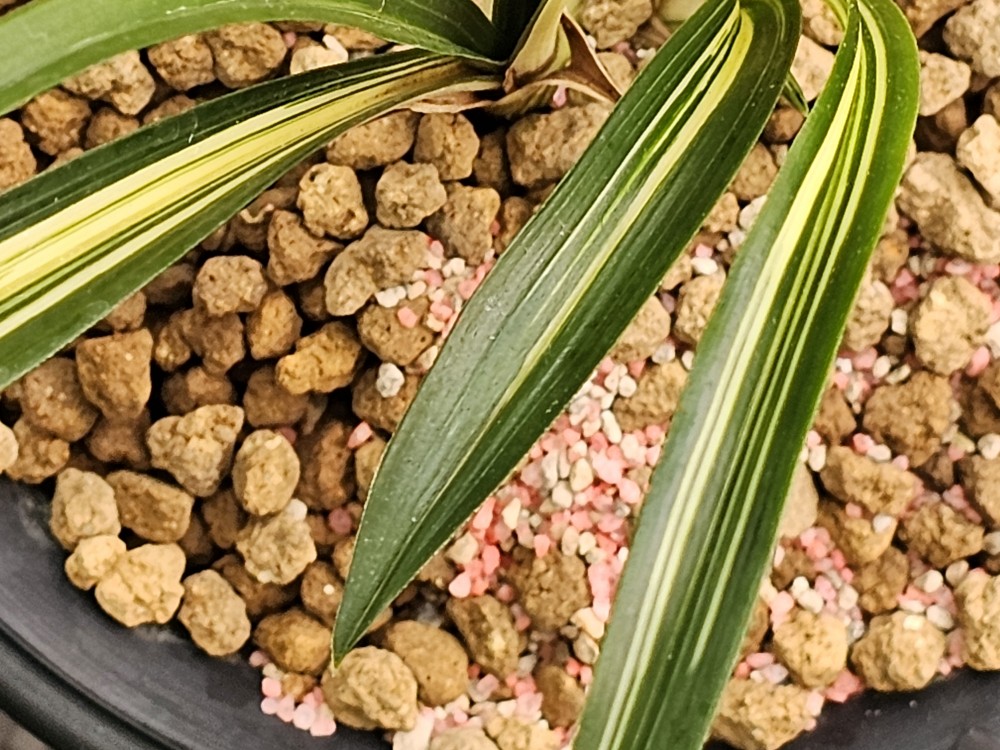 알로에처럼 두터운