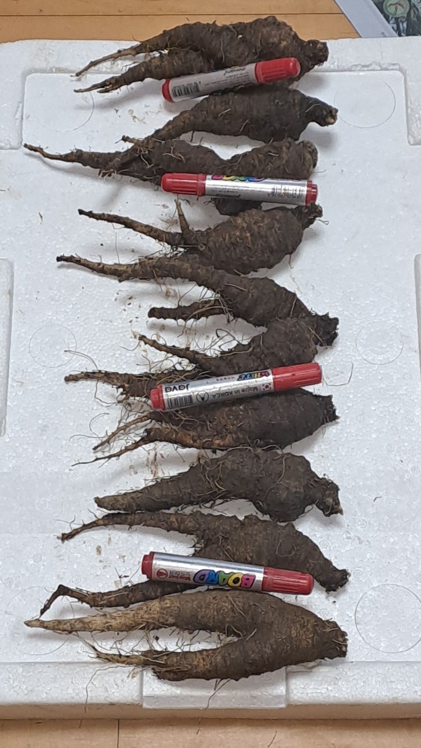 자연산 담금용 더덕