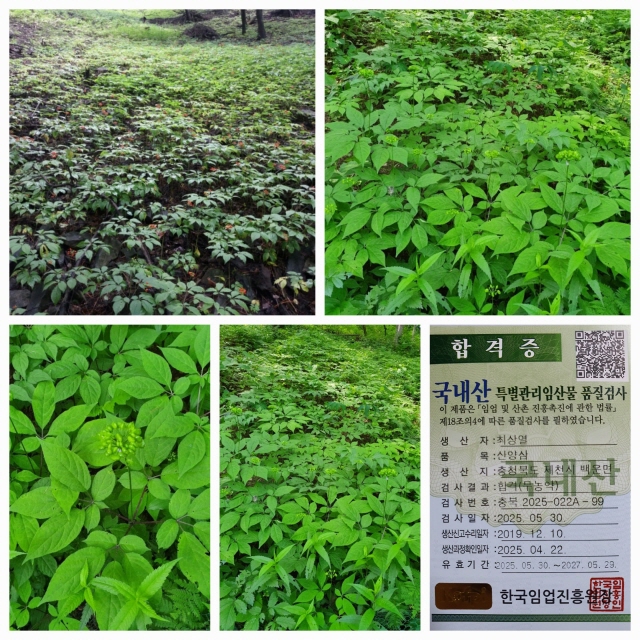 연말 선물용 산양삼 정?