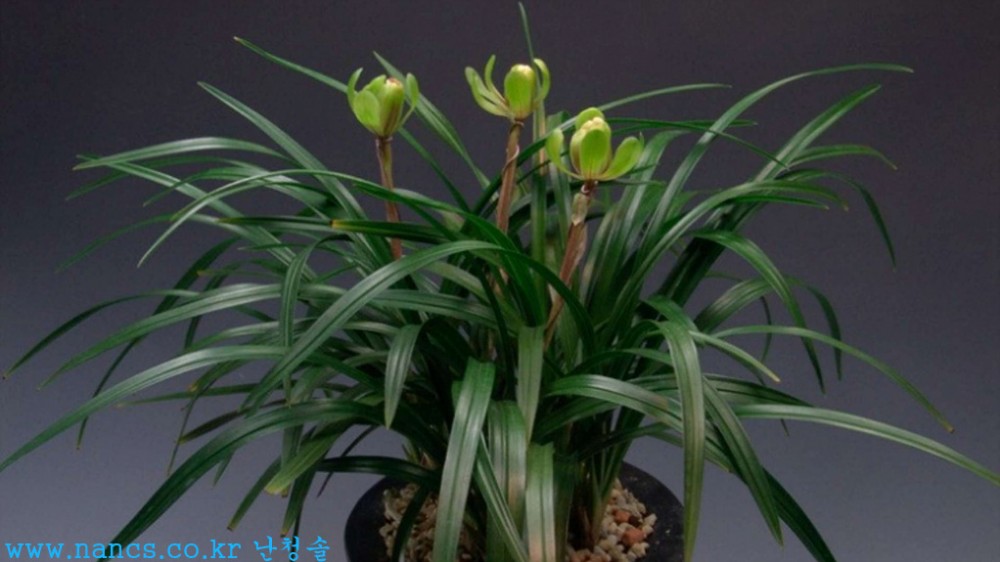 모란꽃(신품종) 꽃1경