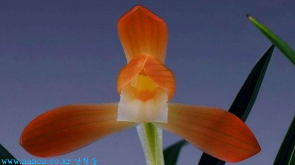 천불소(전시작품/꽃2경?