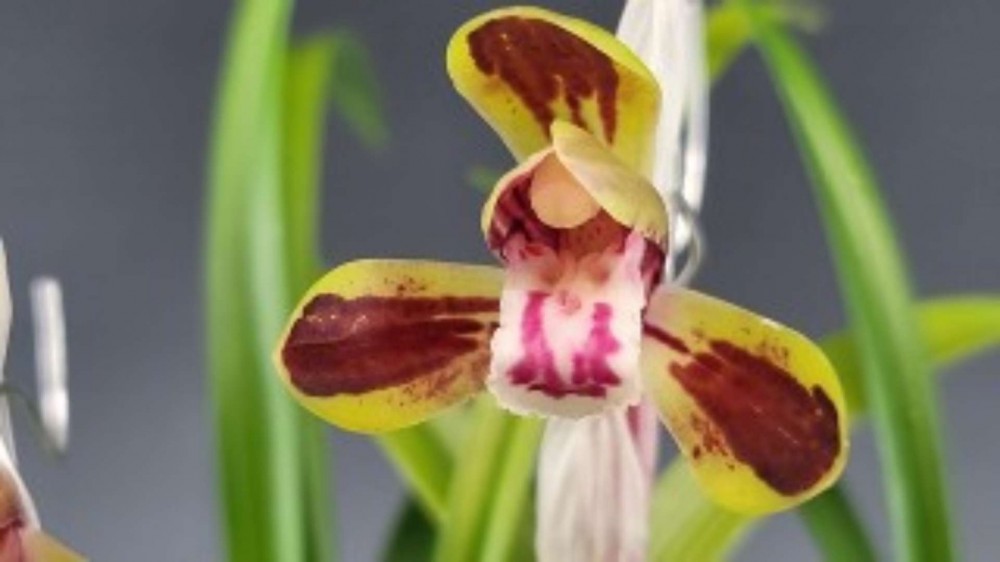 적벽(전시작품/꽃2경)