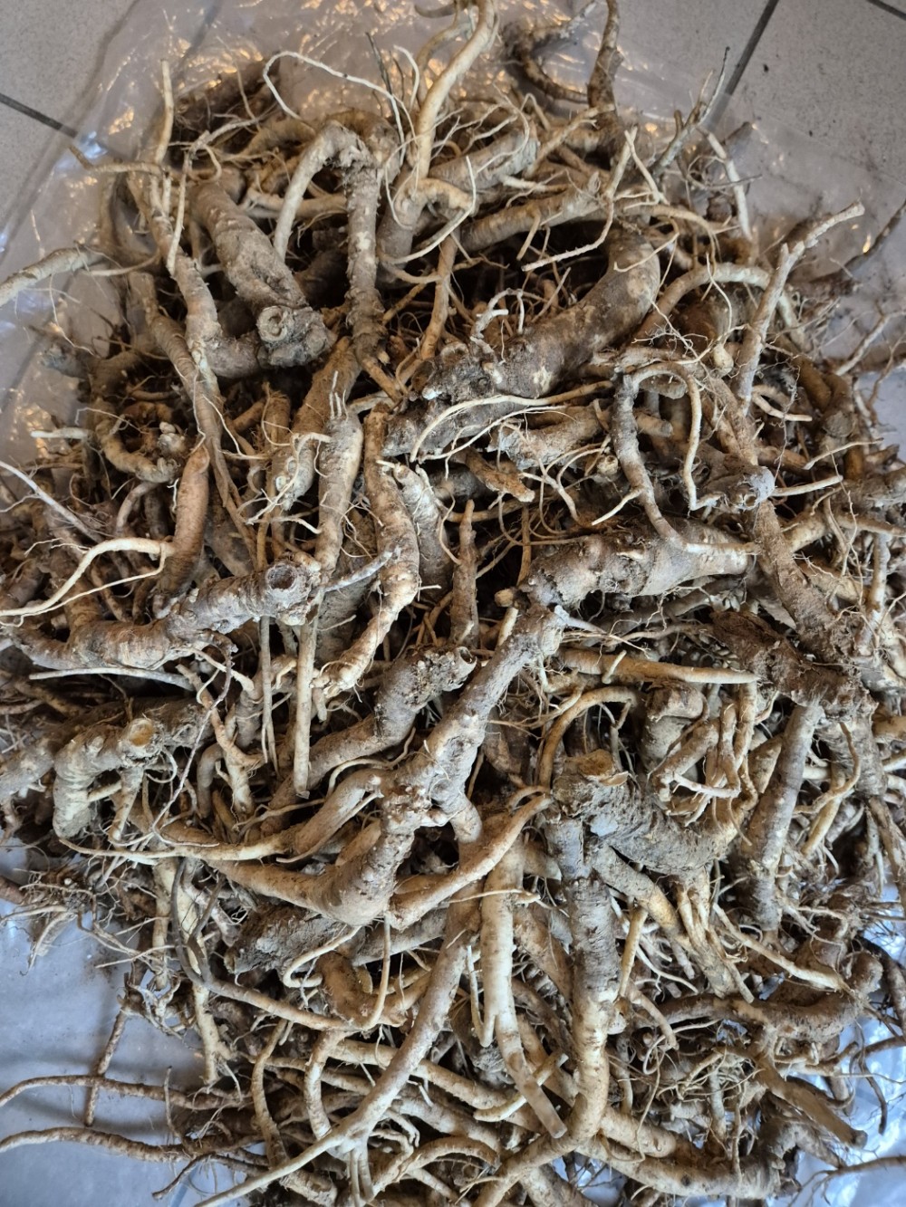 산도라지 1세트