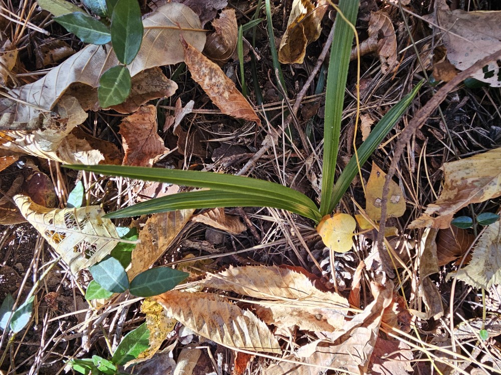 생강근 산반호중투