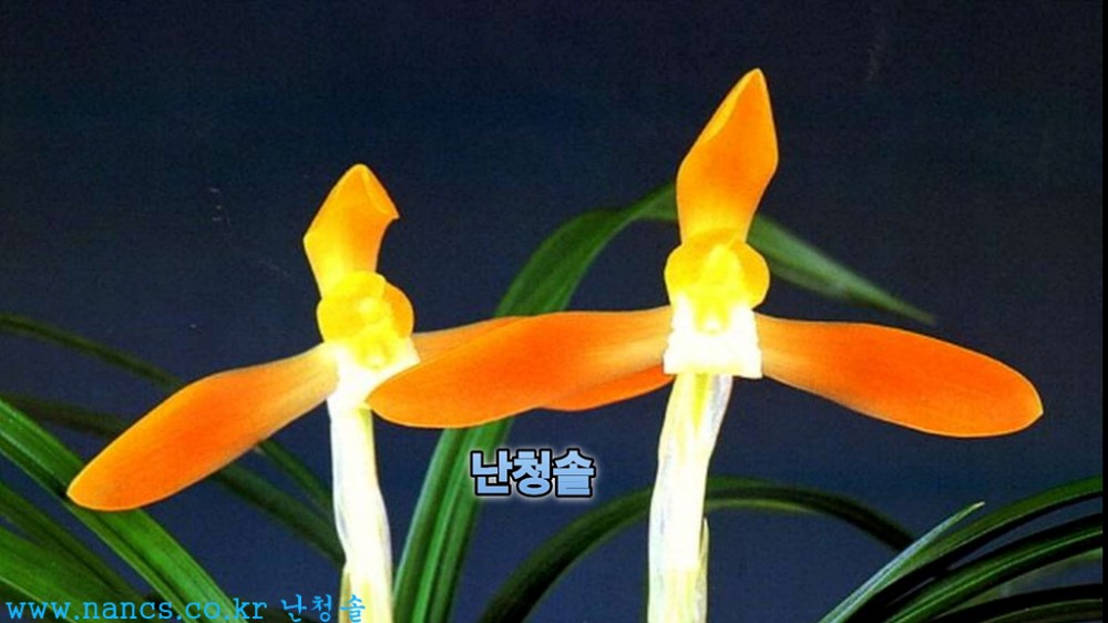 홍귀비(전시작/꽃2경)